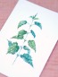 Preview: Premium Postkarte "Brennessel"